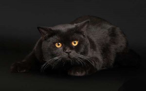 Черный британец (британский кот, кошка)  